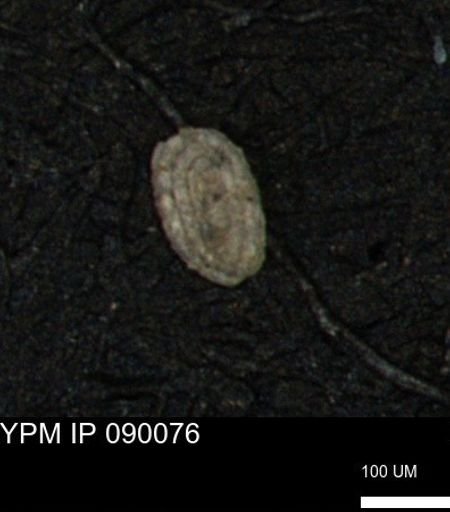 Spirolocammina planula