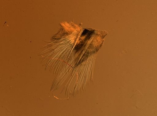 Lagisca floccosa