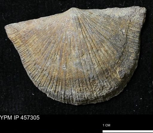 Stropheodonta erratica fissicosta