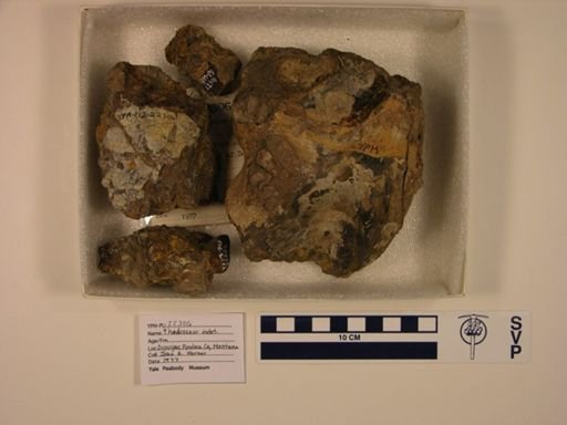 Hadrosauridae?