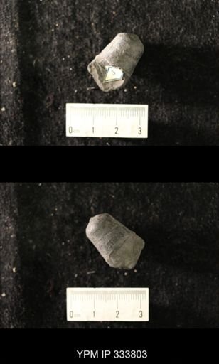 Orthoceras pelagicum