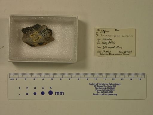 Archaeohyrax suniensis