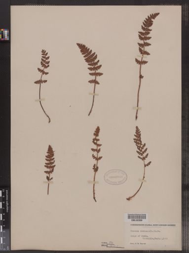 Woodsia ilvensis
