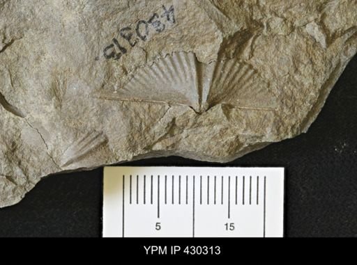 Mucrospirifer mucronatus