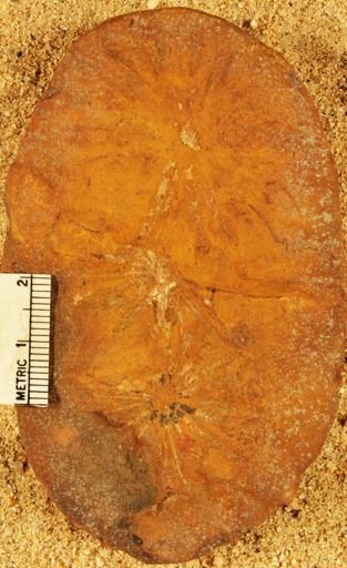 Annularia