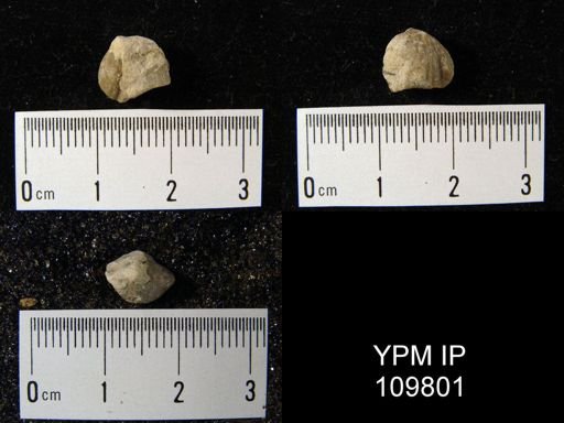 Camarotoechia glacialis