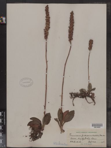 Peramium pubescens