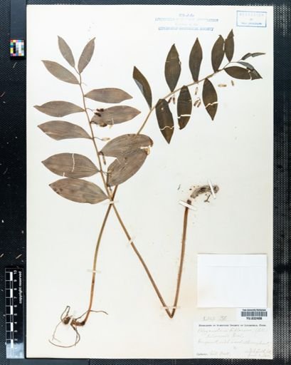 Polygonatum pubescens