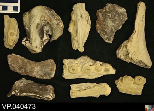 Platecarpus tympaniticus