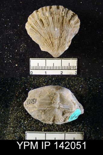 Streptorhynchus pectiniformis