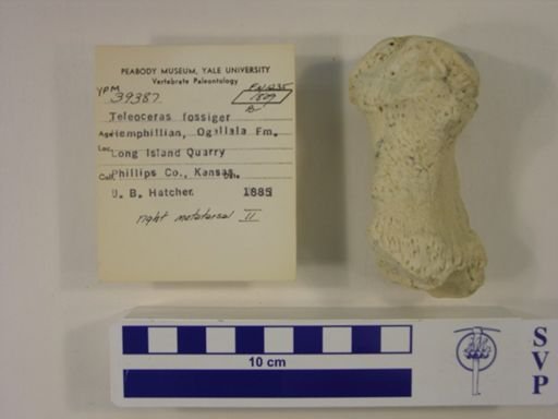 Teleoceras fossiger