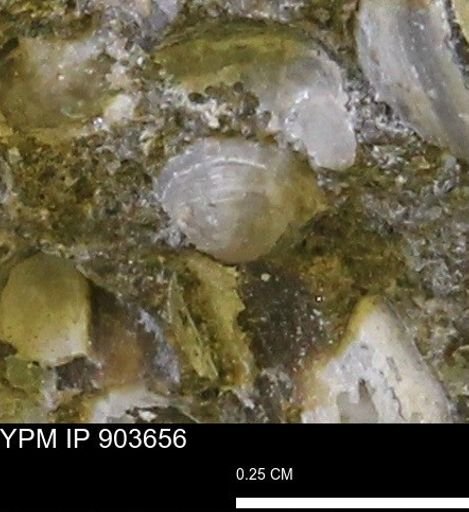 Corbulamella sp.