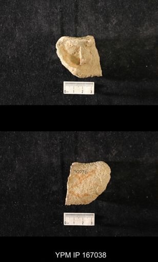 Brachiospongia digitata