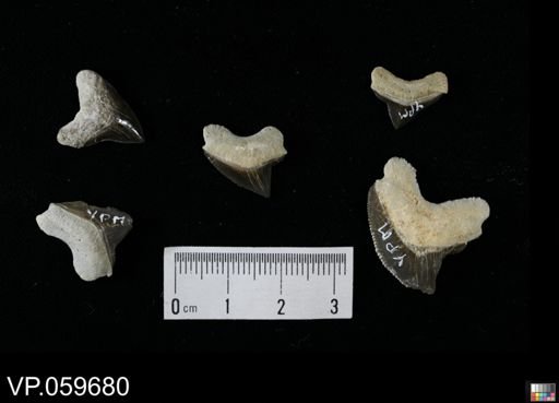 Squalicorax sp.