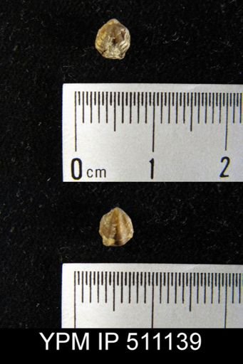Atrypina sp.