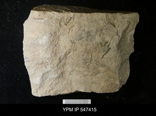 Foraminifera?