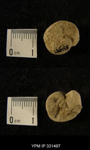 undet. Gastropoda