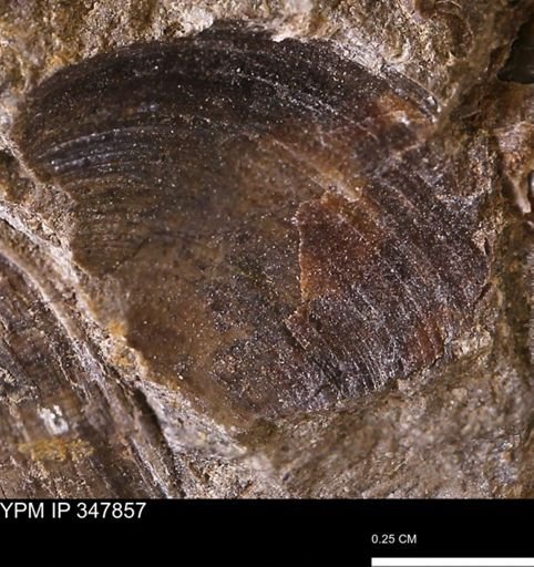 undet. Bivalvia