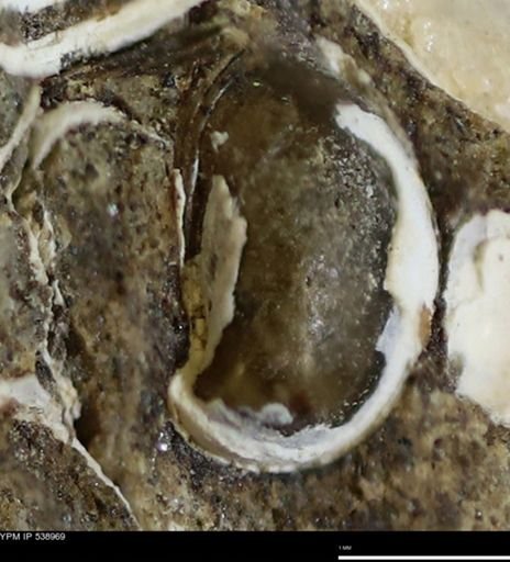 Corbulamella gregaria