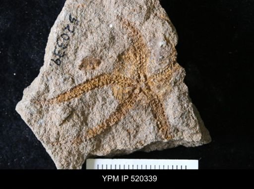 undet. Ophiuroidea