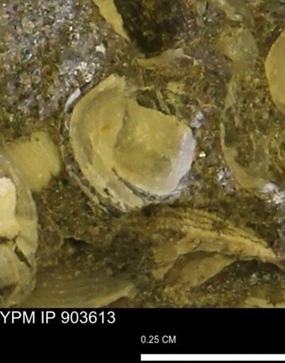 Corbulamella sp.