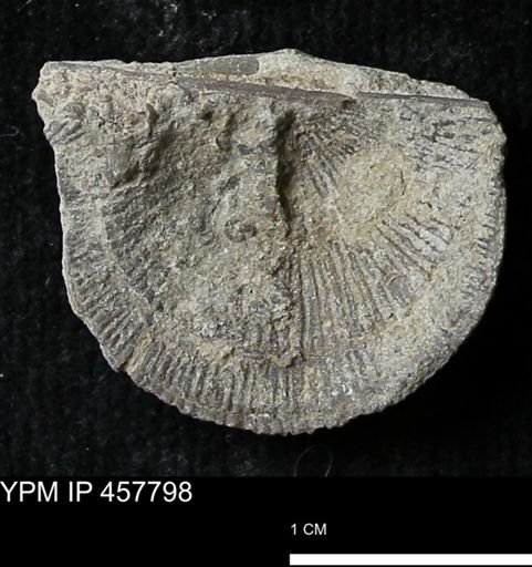 Strophodonta sp.