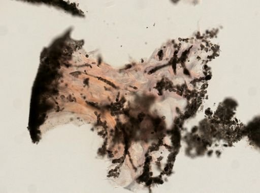 Carteriospongia foliascens