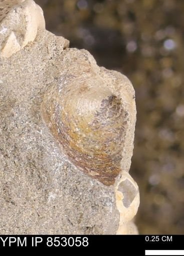 Limopsis striatopunctatus