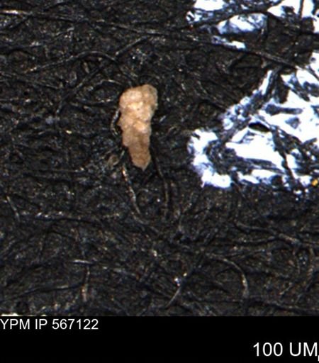 Verneuilina canadensis
