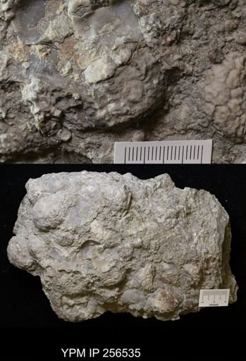 Dolatocrinus asterias
