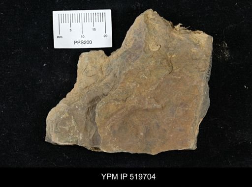 undet. Arthropoda