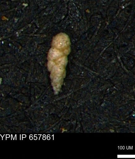 Verneuilinoides kansasensis