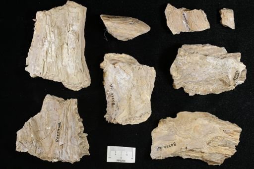 Ichthyodectes