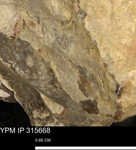 Baculites eliasi
