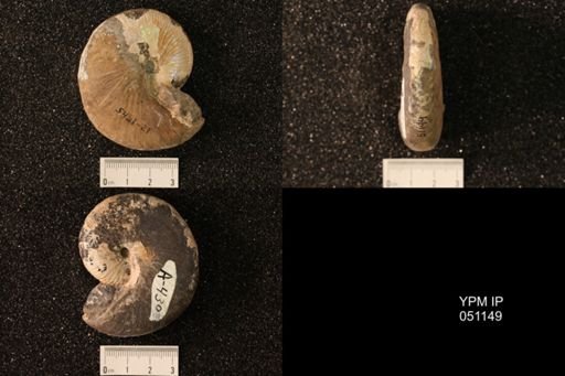 Hoploscaphites nicolletii