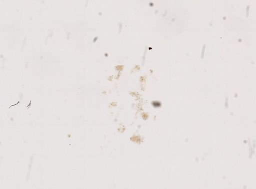 Amnicola cincinnatiensis