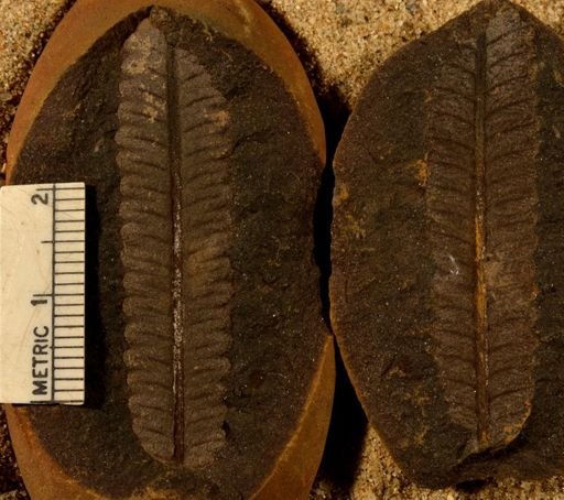Pecopteris
