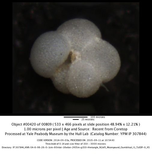 undet. Foraminiferida