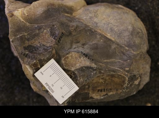 Inoceramus sp.