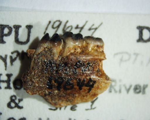 Ptilodus sp.