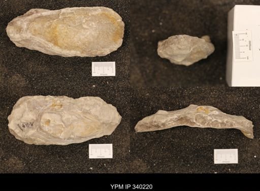 Ostrea sp.