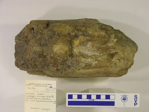 Proboscidea