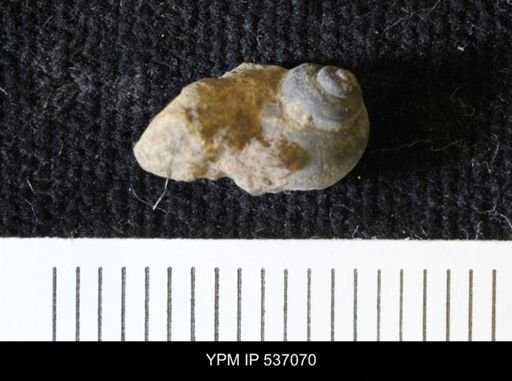 Viviparus montanaensis