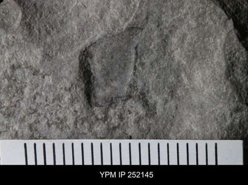 undet. Eurypterida