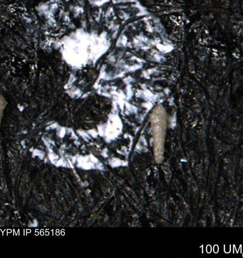 Verneuilinoides kansasensis