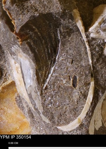 undet. Bivalvia