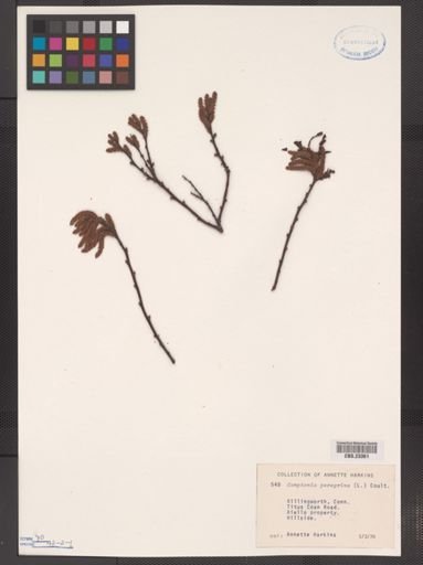Comptonia peregrina