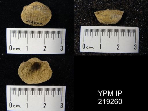 Marginifera muricatina