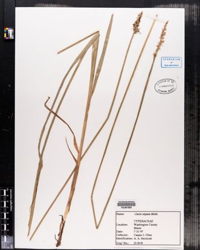 Carex stipata