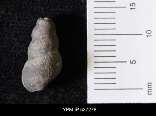 Goniobasis ortmanni